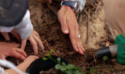 MetLife planta un �rbol por cada colaborador de la Compa��a